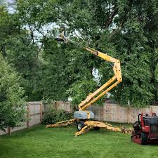 Best Tree Maintenance Programs  in Vernon Hls, IL