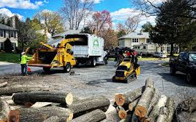 Best Tree Risk Assessment  in Vernon Hls, IL