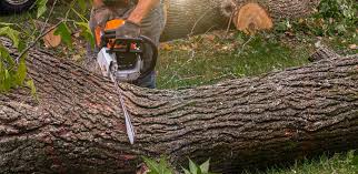 Best Tree Health Inspection  in Vernon Hls, IL