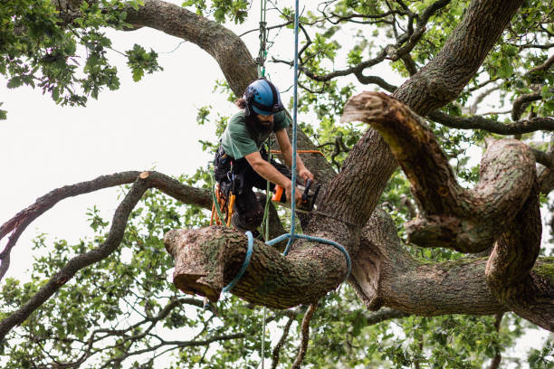 How Our Tree Care Process Works  in  Vernon Hills, IL