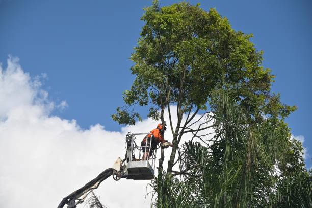 Best Root Management and Removal  in Vernon Hls, IL