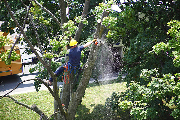 Best Utility Line Clearance  in Vernon Hls, IL